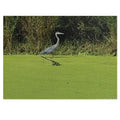 Jigsaw Puzzle with Tin:  Tip Toeing for Fish