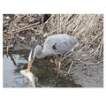 Jigsaw Puzzle with Tin:  Caught One